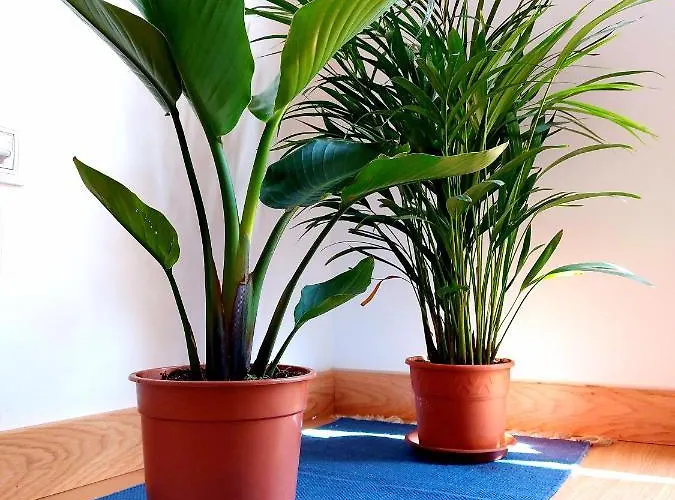 Apartamento Casa Ledu - Sunny In Fuerteventura *