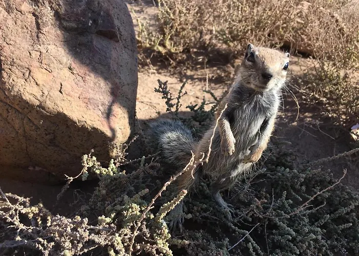 Casa Ledu - Sunny In Fuerteventura Apartamento